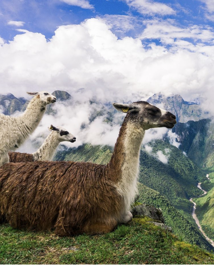 Llamas in Peru