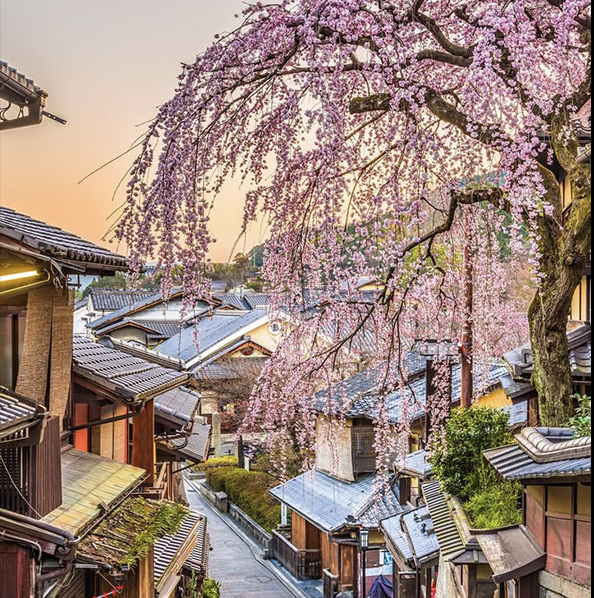 Cherry Blossoms of Japan