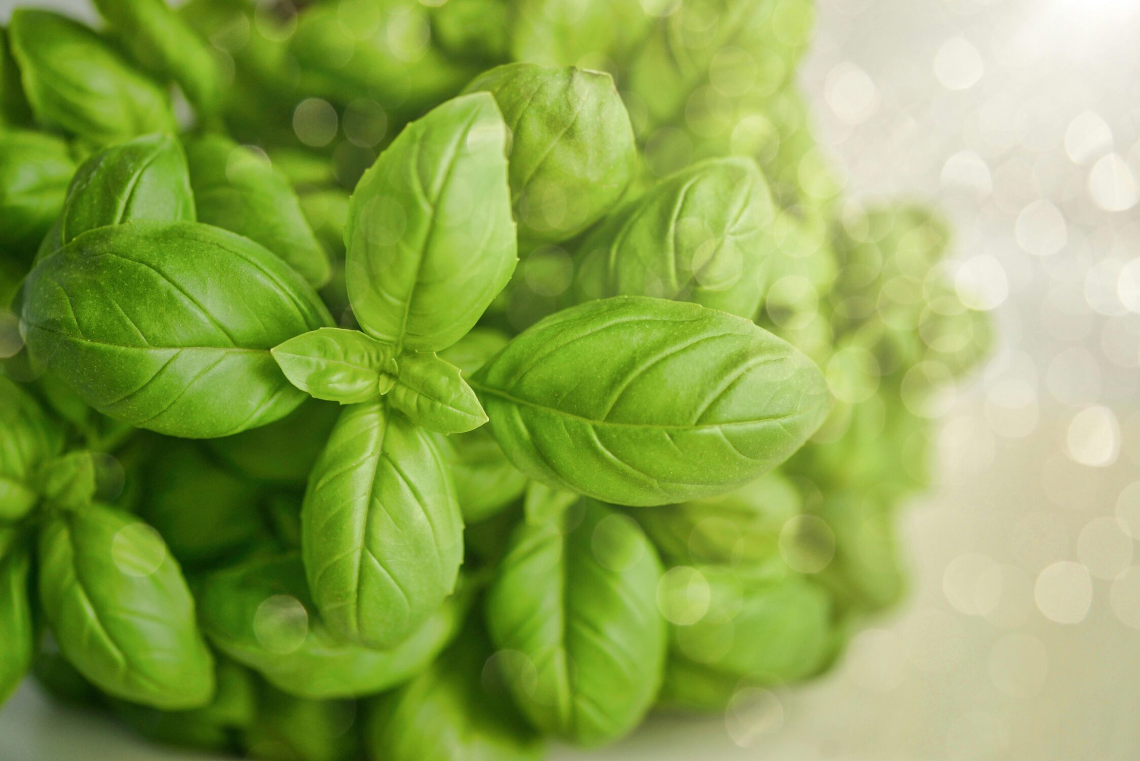 Basil Vinaigrette - Culinary Slut