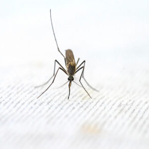 Learn about your malaria risk in Thailand, Vietnam, Laos and Cambodia.
